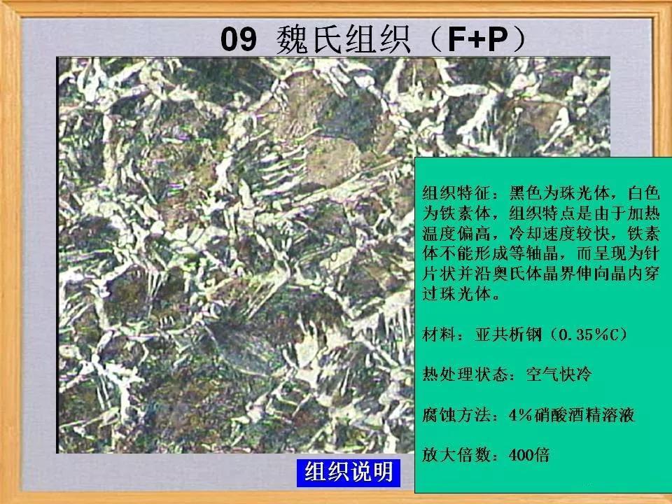 魏氏组织9.jpg