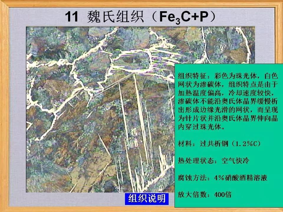 魏氏组织11.jpg