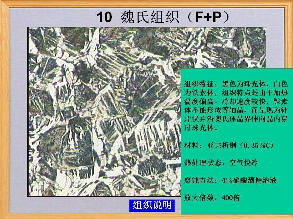 魏氏组织10.jpg