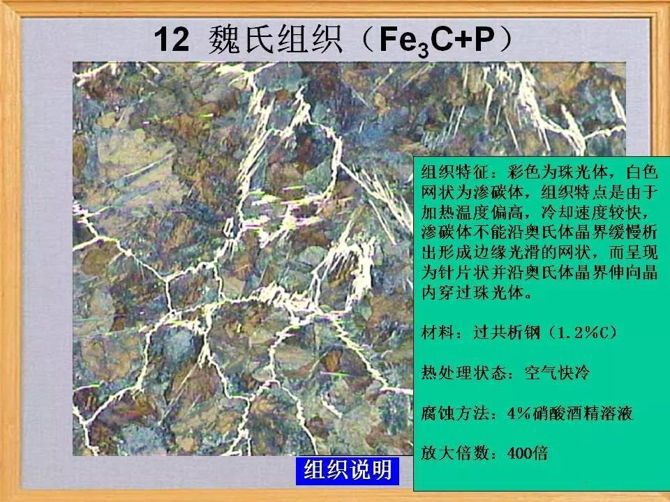 魏氏组织12.jpg