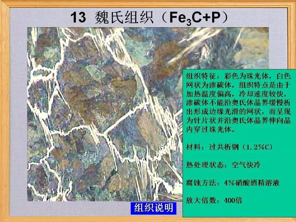魏氏组织13.jpg