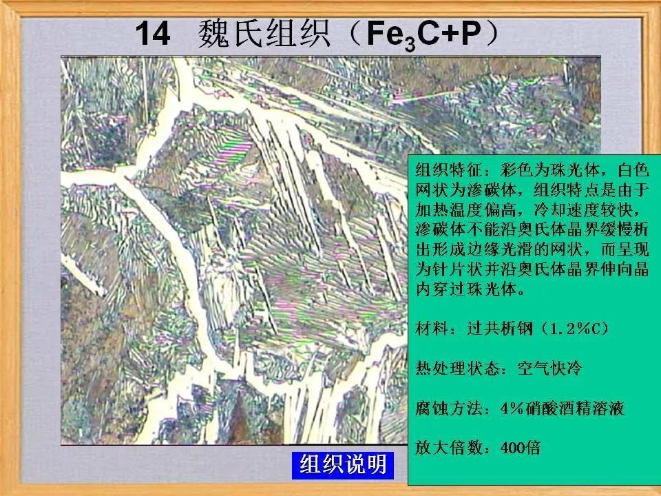 魏氏组织14.jpg